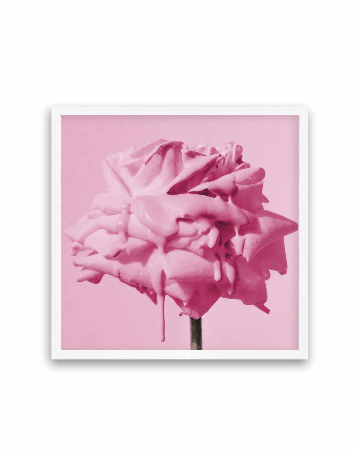 Wild Rose Pink Pop | Art Print