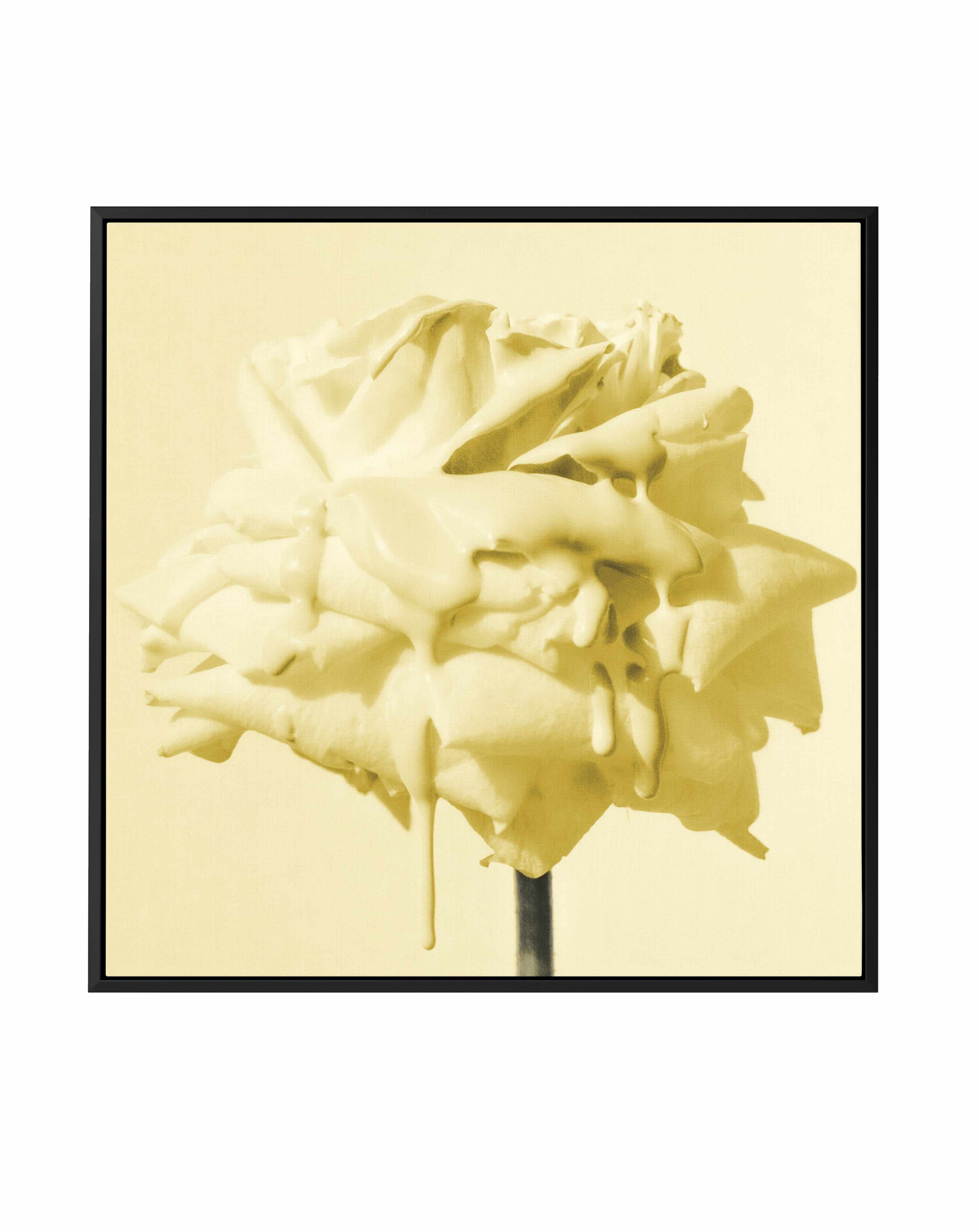 Wild Rose Yellow | Framed Canvas Art Print