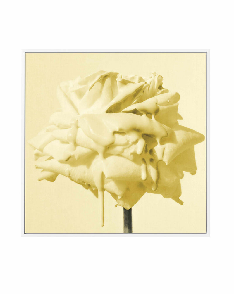 Wild Rose Yellow | Framed Canvas Art Print from Olive et Oriel where you can shop wallpaper and artworks online