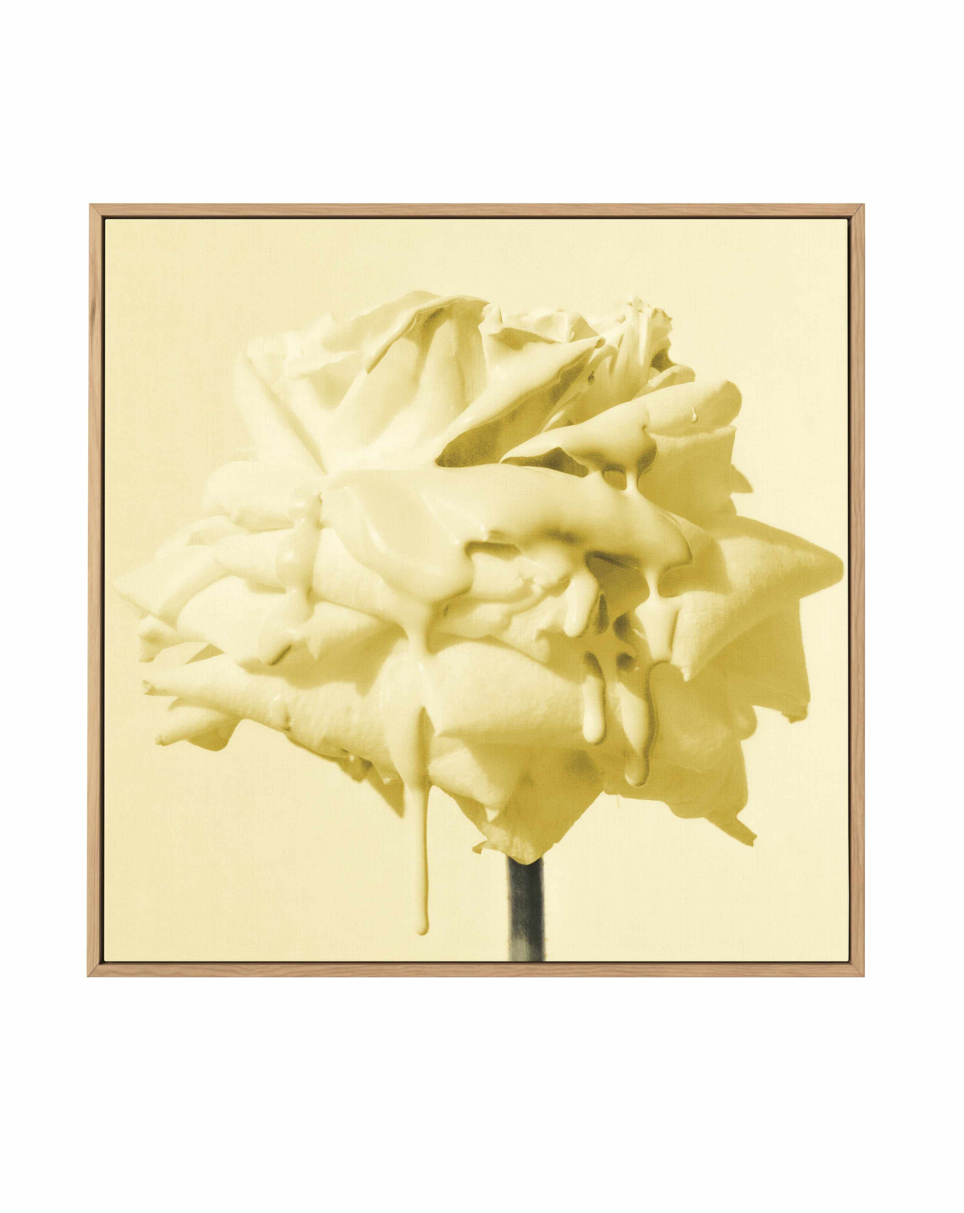 Wild Rose Yellow | Framed Canvas Art Print