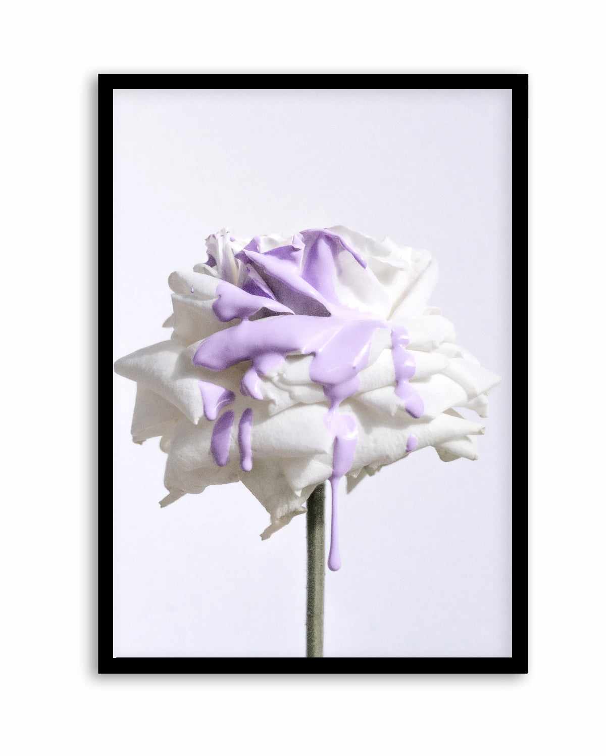 Wild Rose in Lilac I PT | Art Print