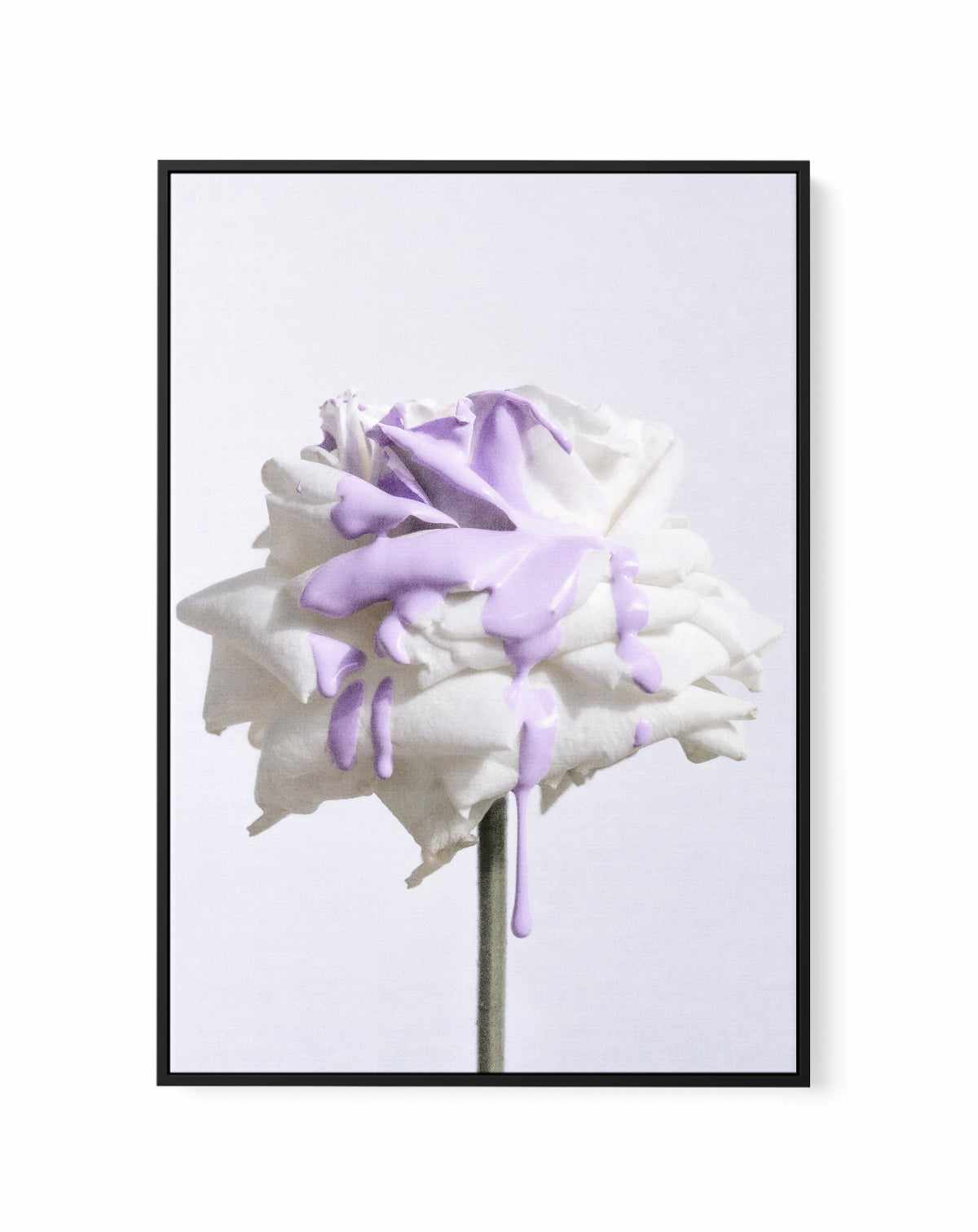 Wild Rose in Lilac I PT | Framed Canvas Art Print