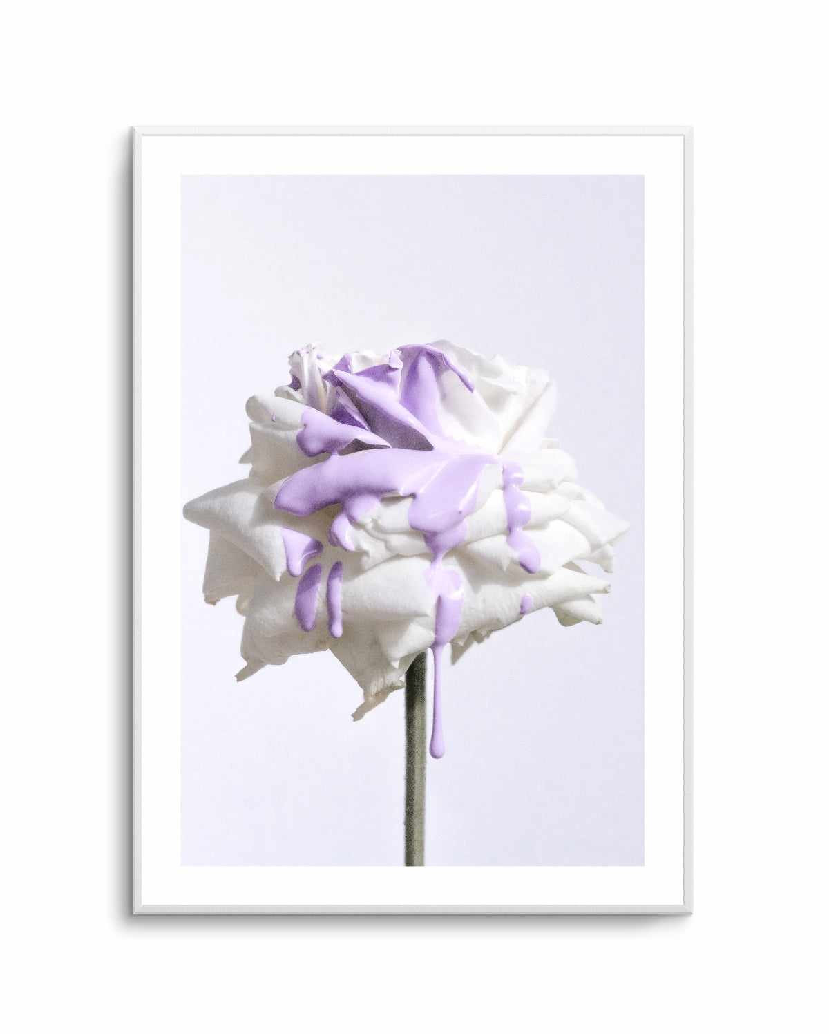 Wild Rose in Lilac I PT | Art Print