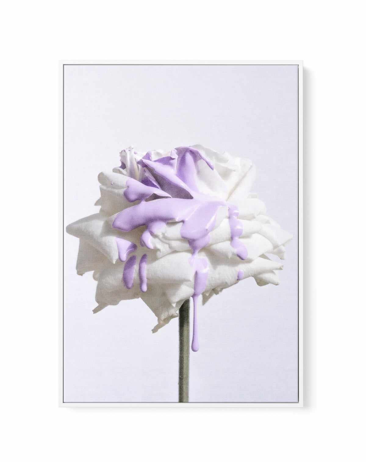 Wild Rose in Lilac I PT | Framed Canvas Art Print