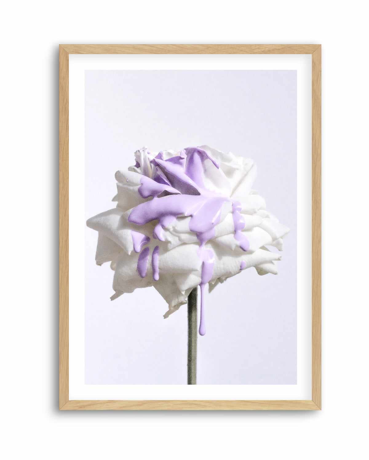 Wild Rose in Lilac I PT | Art Print