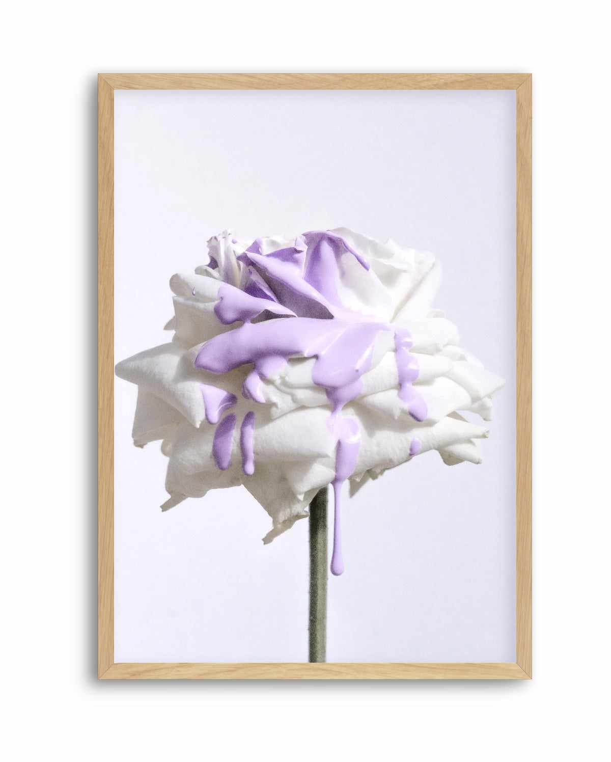 Wild Rose in Lilac I PT | Art Print