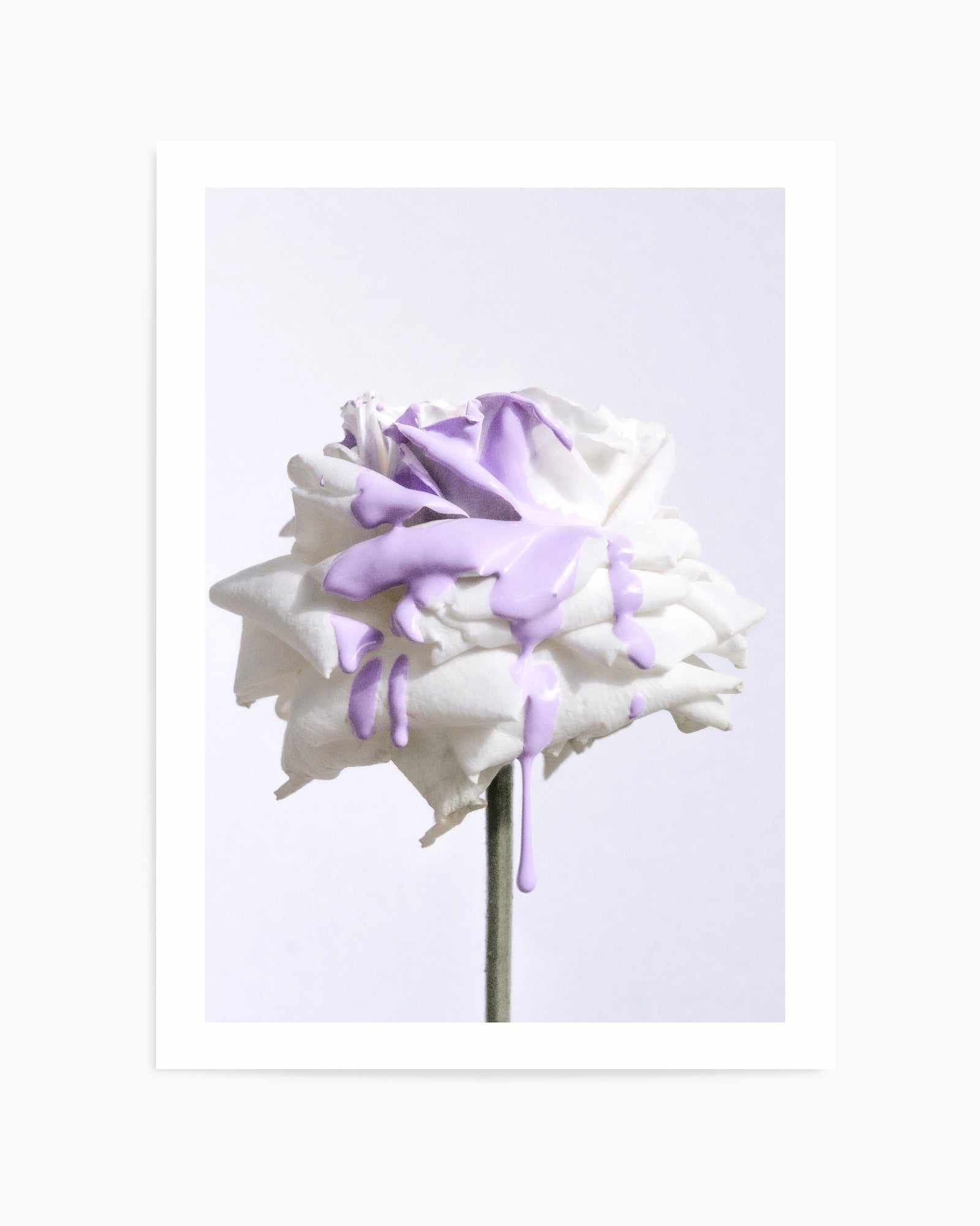 Wild Rose in Lilac I PT | Art Print