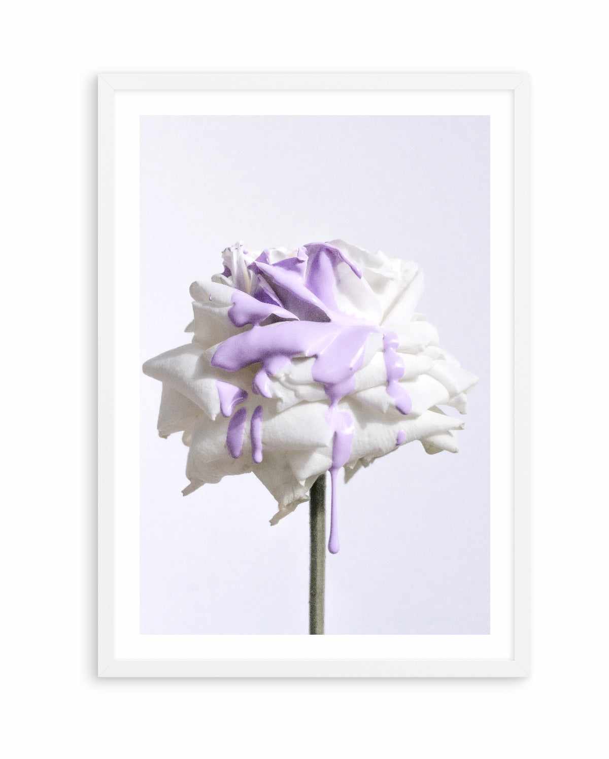 Wild Rose in Lilac I PT | Art Print