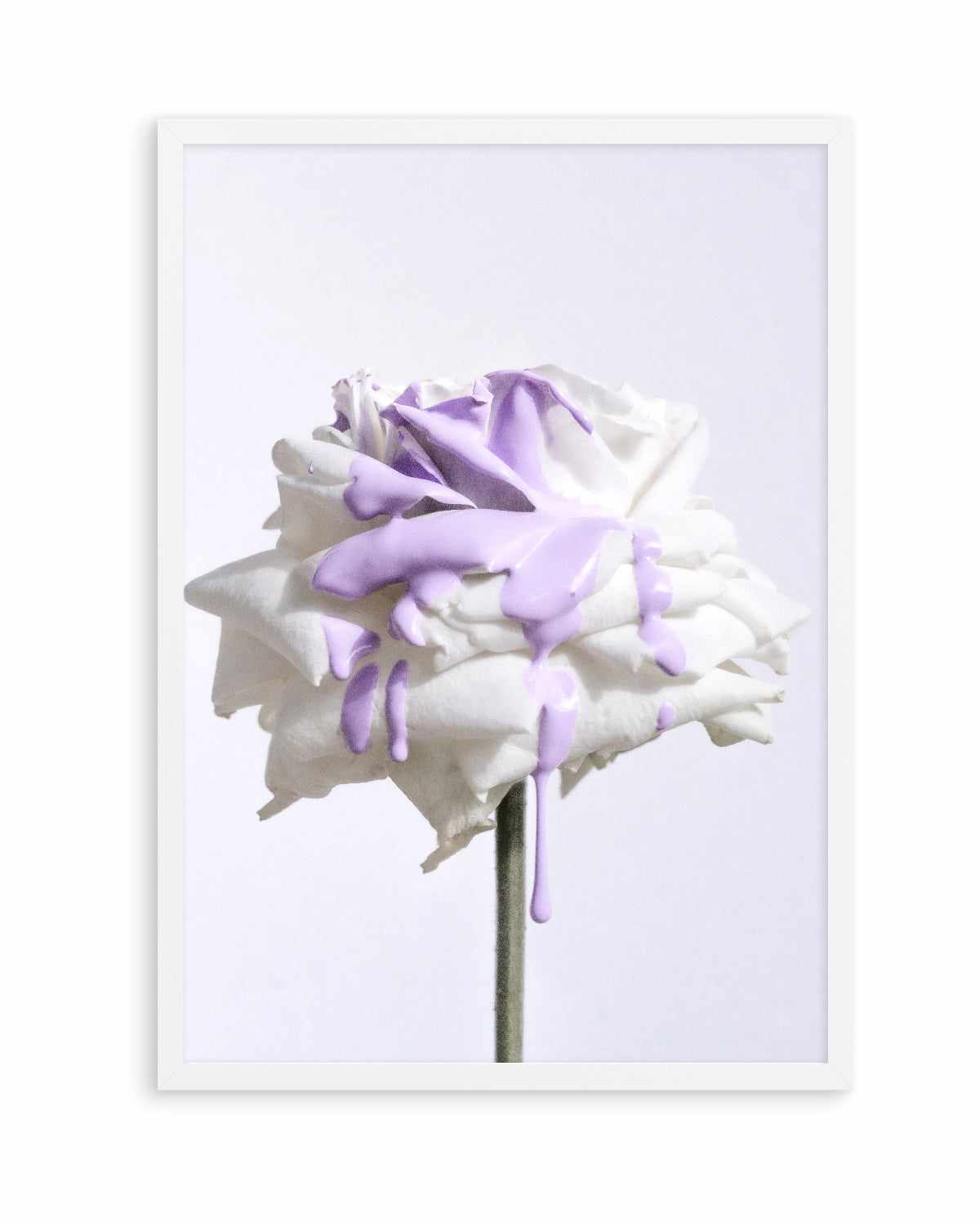 Wild Rose in Lilac I PT | Art Print