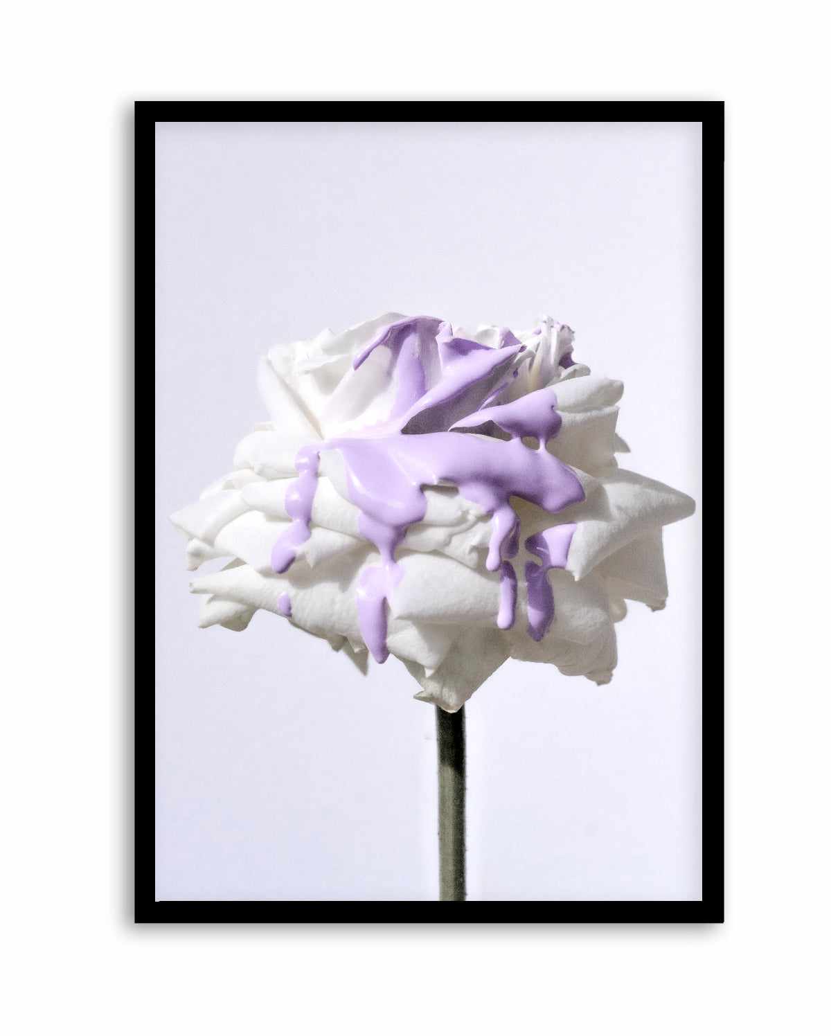 Wild Rose in Lilac II PT | Art Print