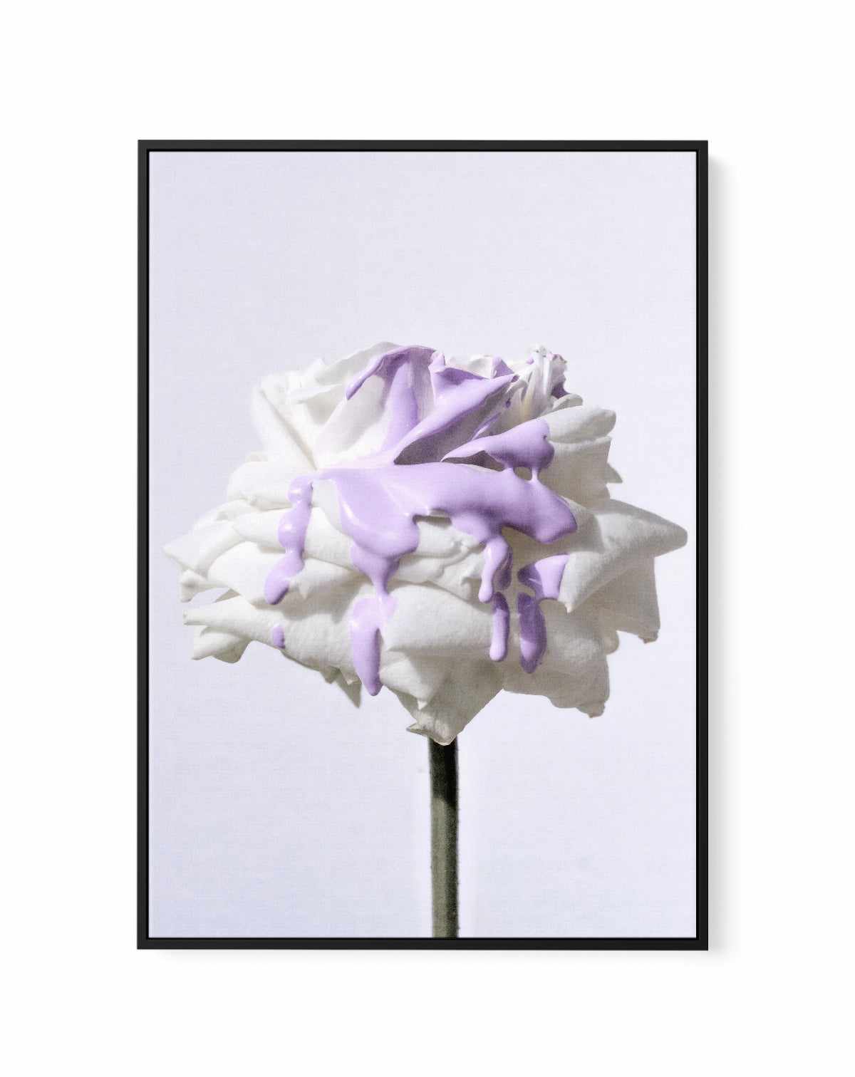 Wild Rose in Lilac II PT | Framed Canvas Art Print