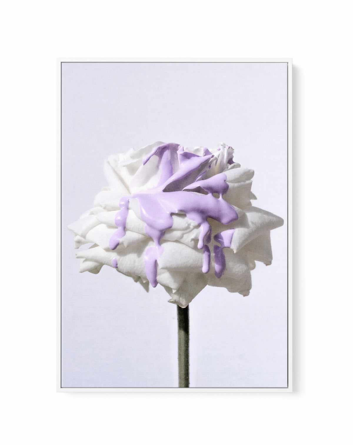 Wild Rose in Lilac II PT | Framed Canvas Art Print