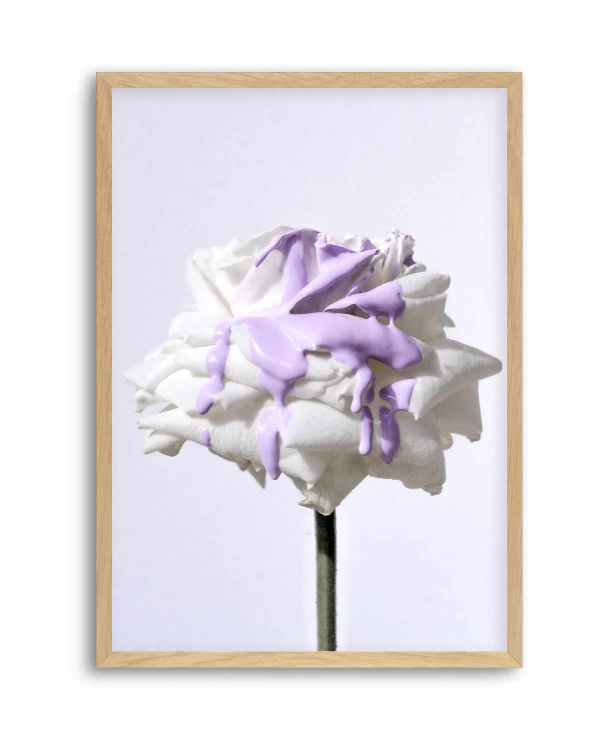 Wild Rose in Lilac II PT | Art Print