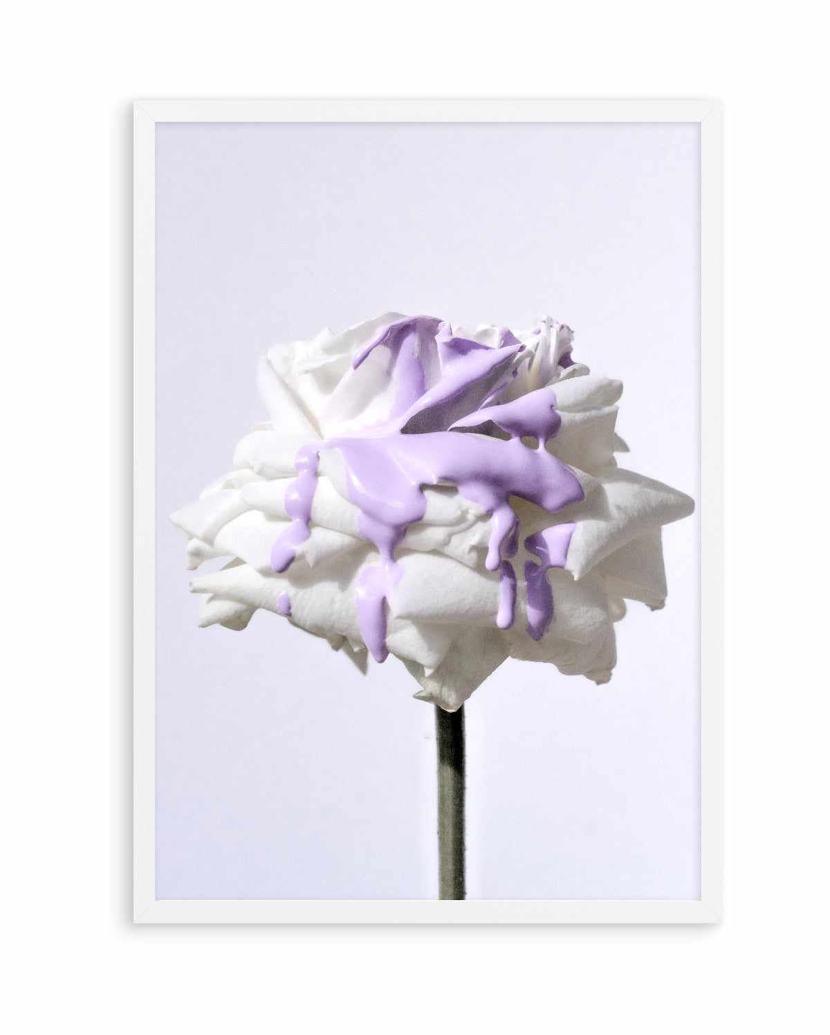 Wild Rose in Lilac II PT | Art Print