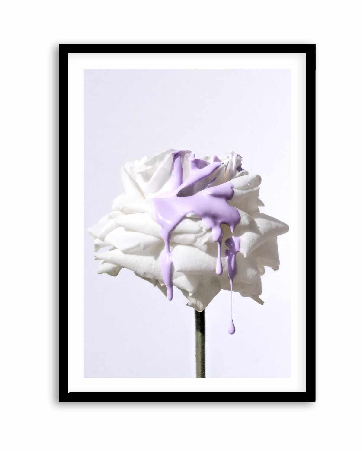 Wild Rose in Lilac III PT | Art Print