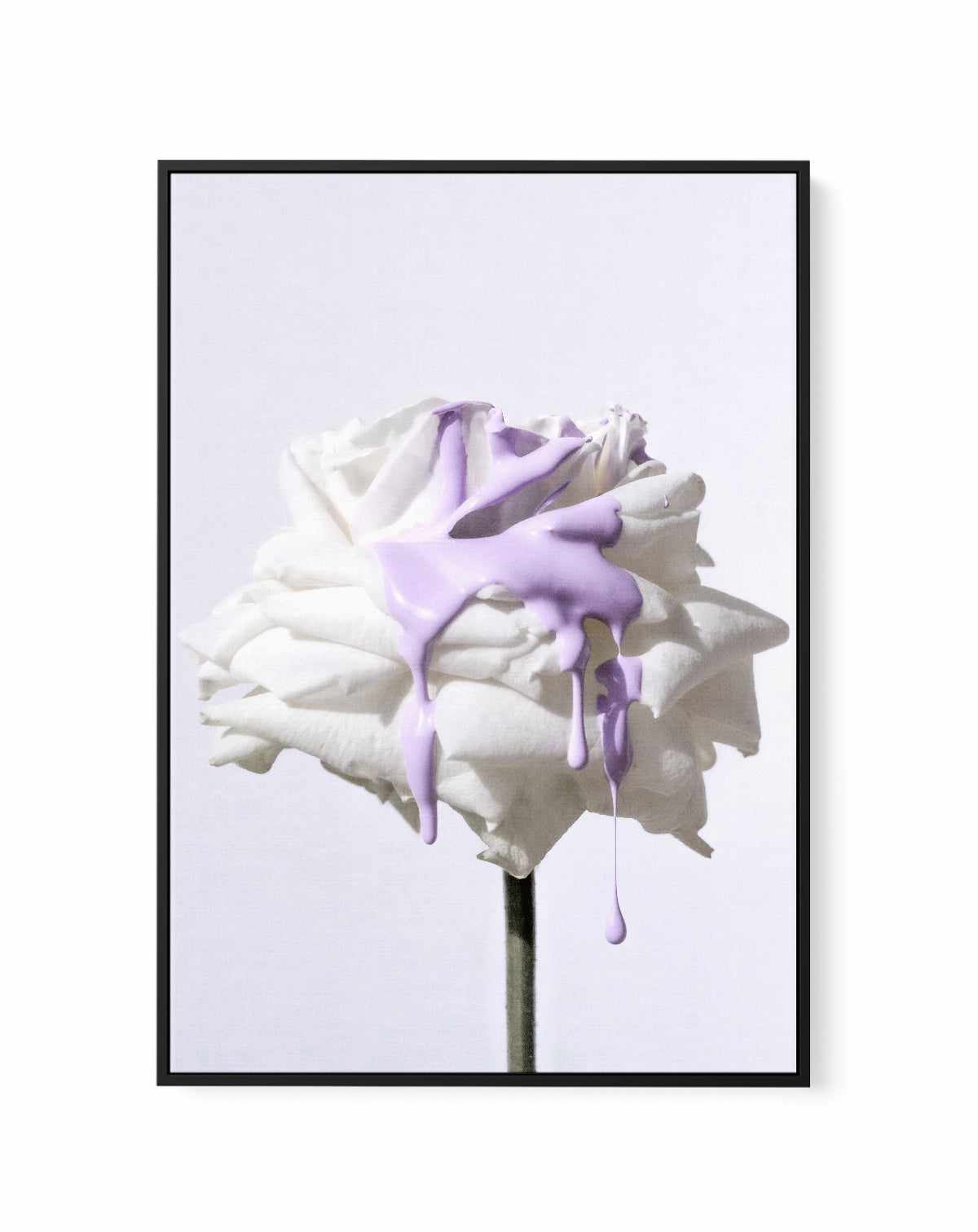 Wild Rose in Lilac III PT | Framed Canvas Art Print