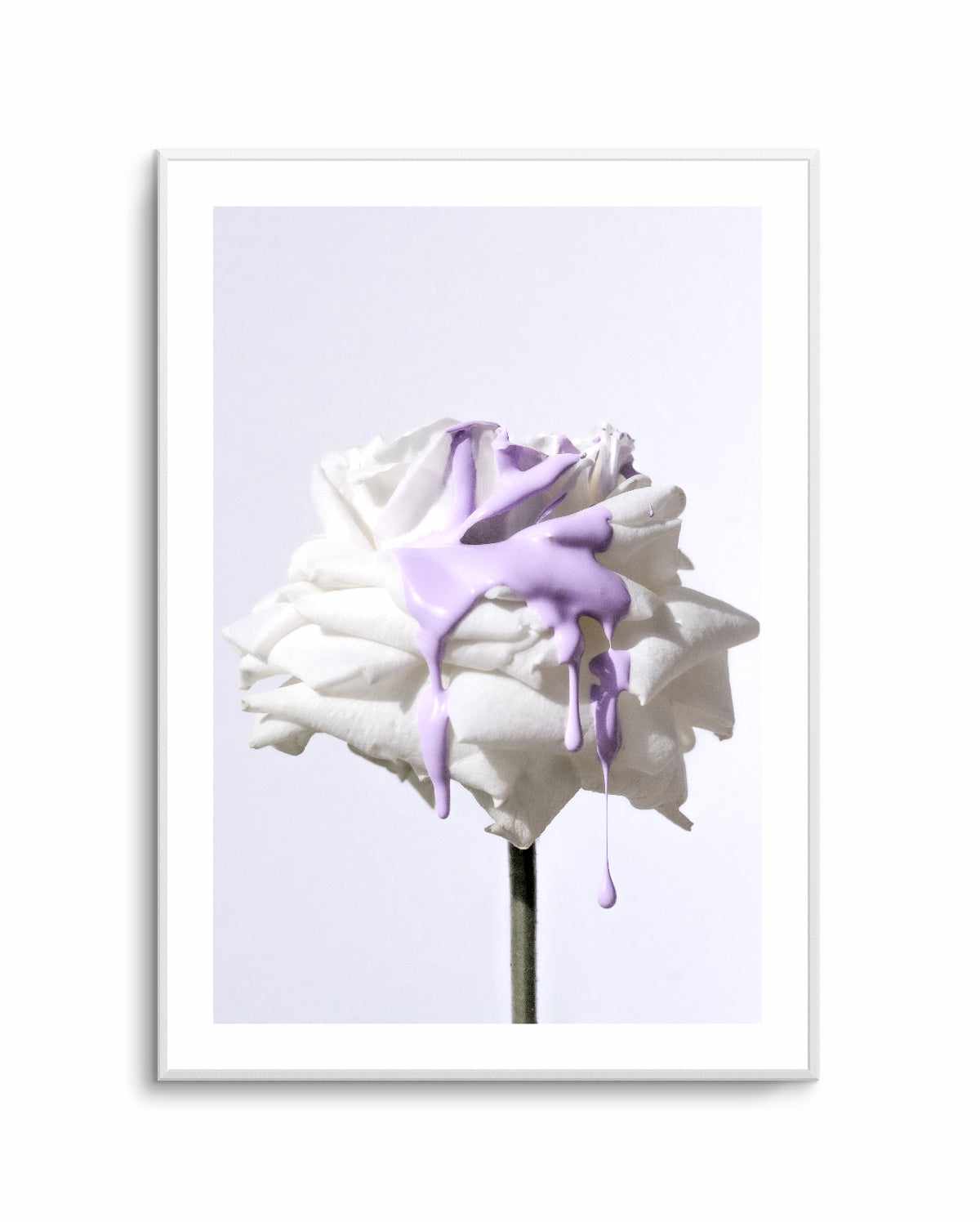 Wild Rose in Lilac III PT | Art Print