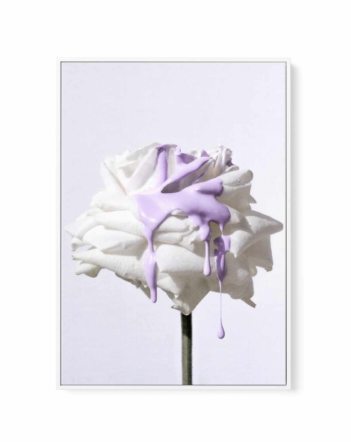 Wild Rose in Lilac III PT | Framed Canvas Art Print