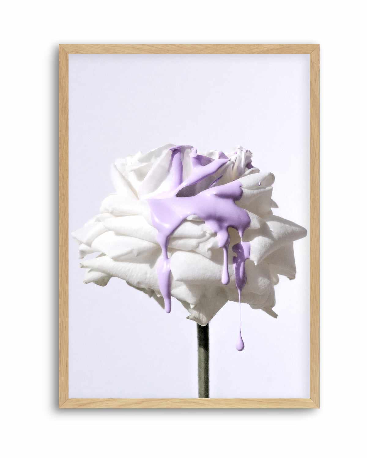 Wild Rose in Lilac III PT | Art Print