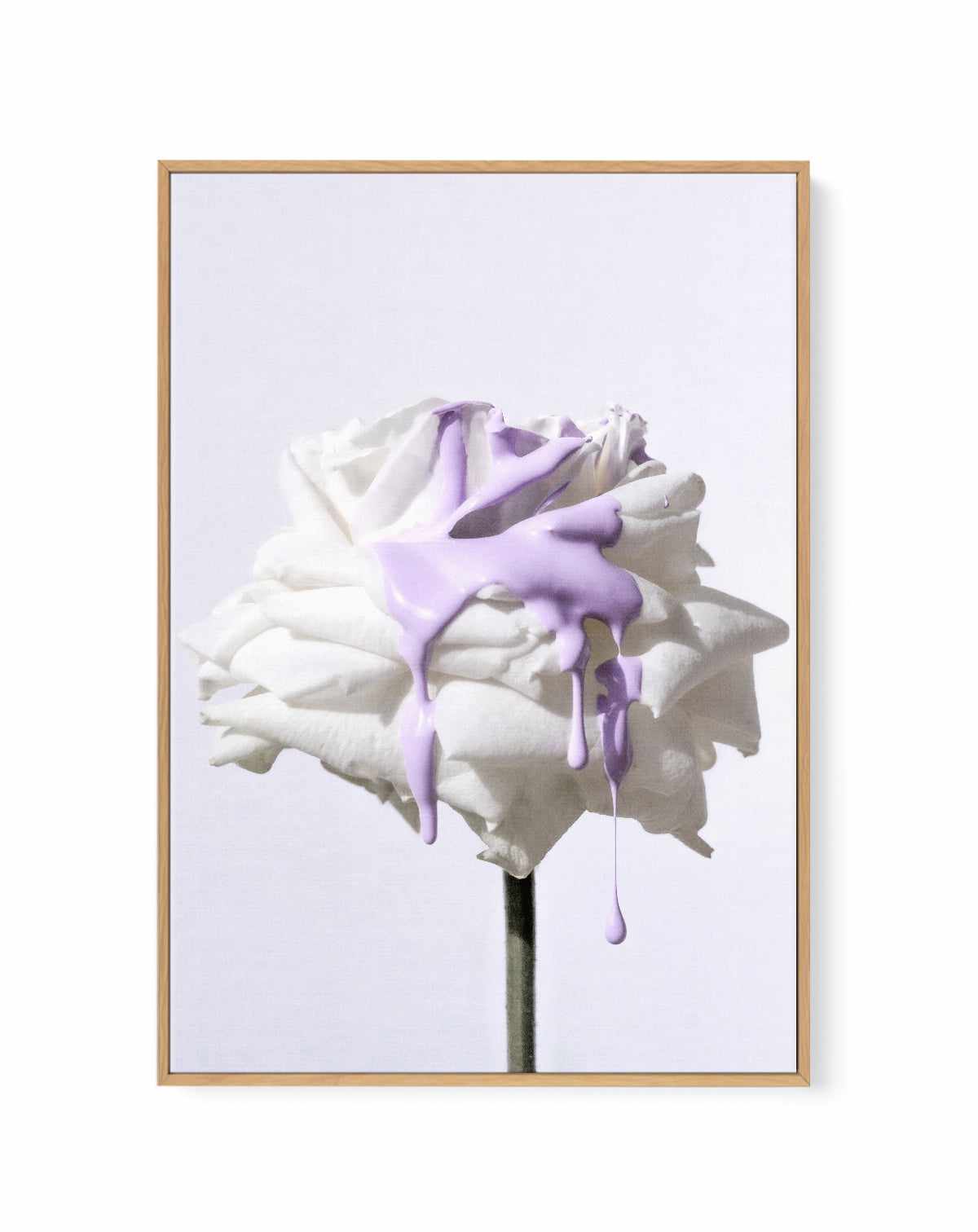 Wild Rose in Lilac III PT | Framed Canvas Art Print