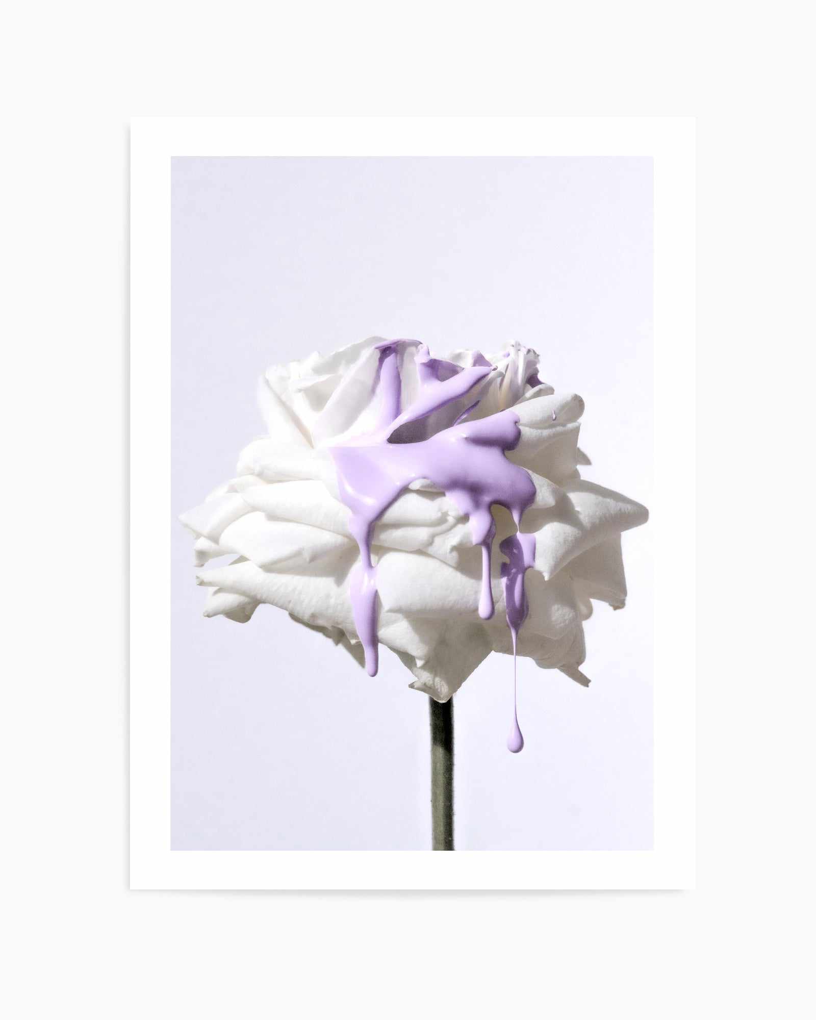 Wild Rose in Lilac III PT | Art Print