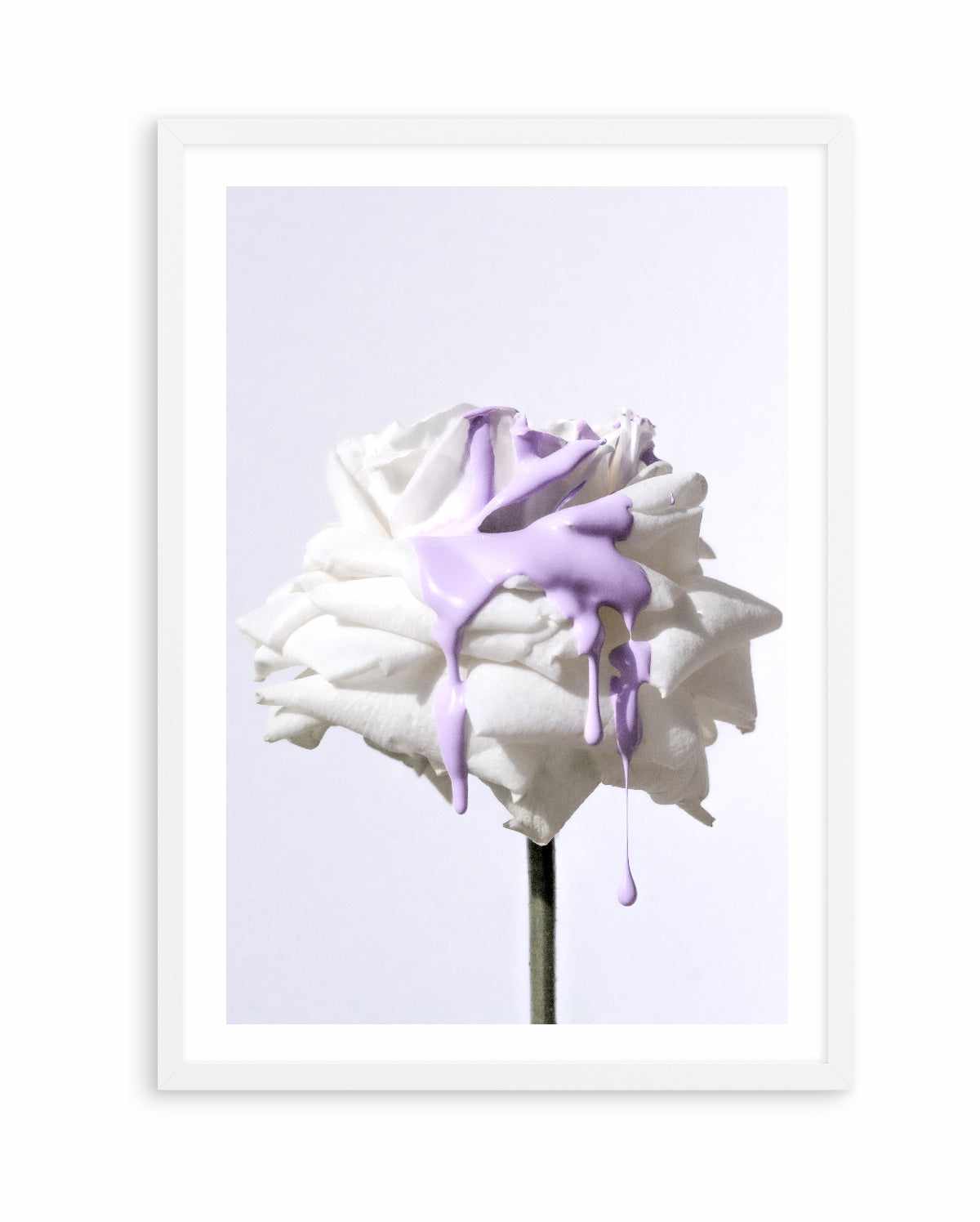 Wild Rose in Lilac III PT | Art Print