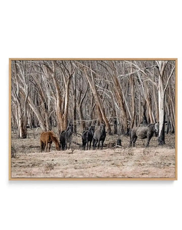 Wild Brumbies | After Fire | Framed Canvas Art Print art print