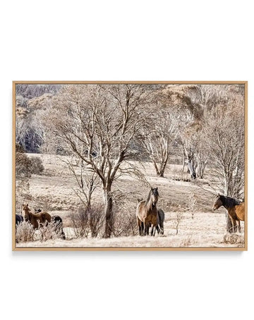 Framed canvas art print featuring a sepia-toned photograph of wild horses grazing in a spacious pasture dotted with bare trees. Multiple brown and chestnut horses are scattered throughout the natural landscape, with dense woodland visible in the background. The image has a warm, muted color palette of tans, grays, and browns, creating a vintage aesthetic. The canvas is displayed in a natural wood frame with a white border, presenting a rustic, pastoral scene suitable for farmhouse or country-style décor.