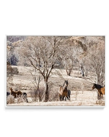 Wild Brumbies | Protector | Framed Canvas Art Print art print