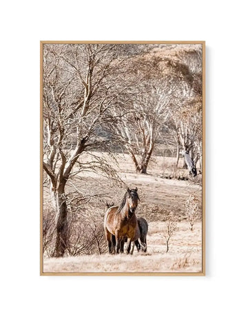 Wild Brumbies | Stallion | Framed Canvas Art Print art print