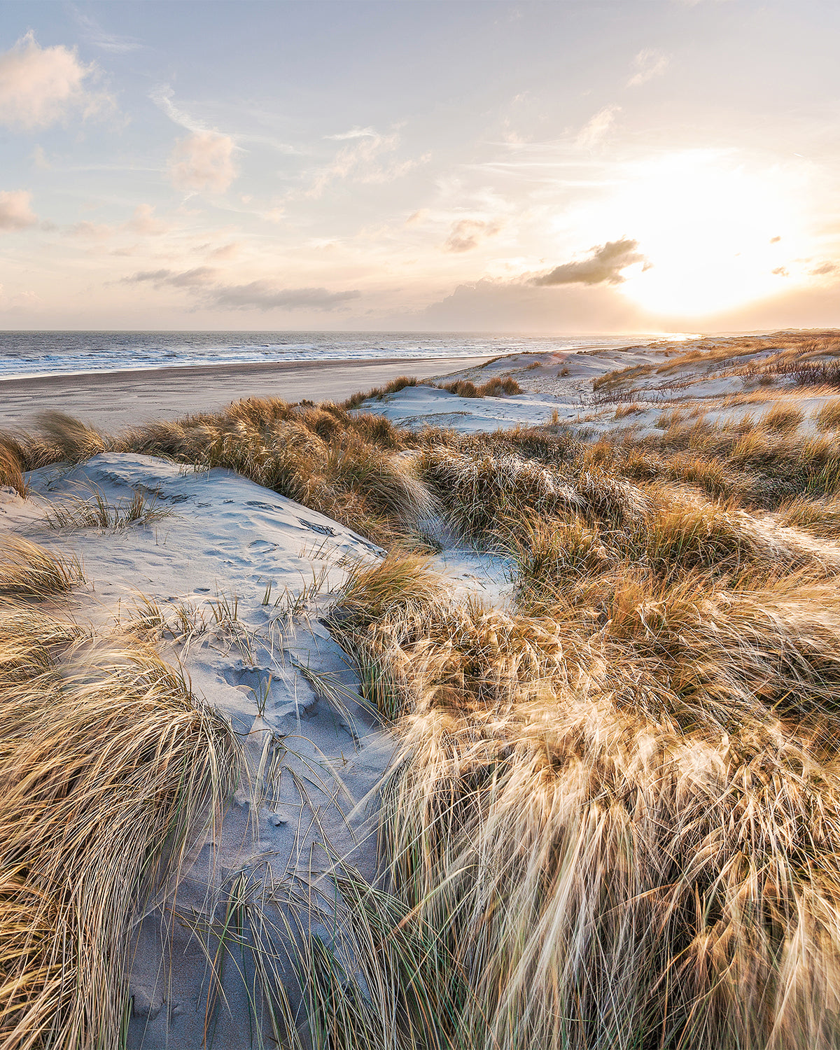 Windswept Beach Photo Mural Wallpaper