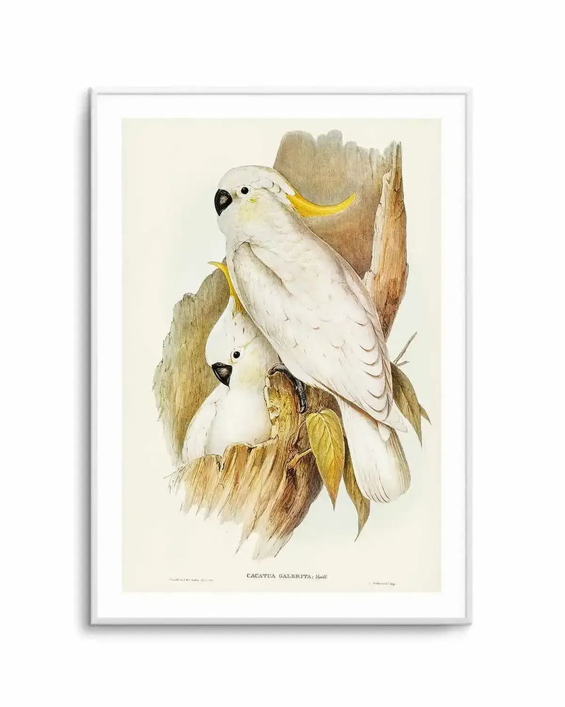 Yellow Crested Cockatoo Vintage Australian Bird Illustration Art Print from Olive et Oriel where you can shop wallpaper and artworks online