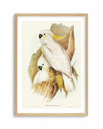 Yellow Crested Cockatoo Vintage Australian Bird Illustration Art Print