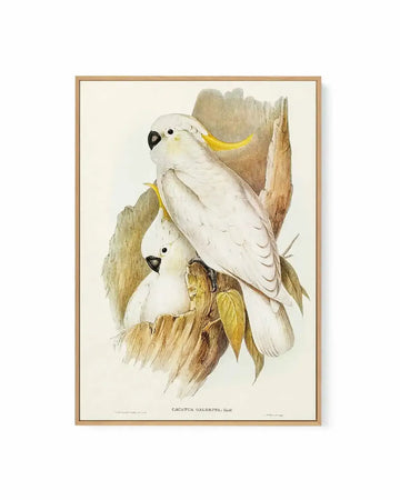 Yellow Crested Cockatoo Vintage Australian Bird Illustration | Framed Canvas Art Print from Olive et Oriel where you can shop wallpaper and artworks online