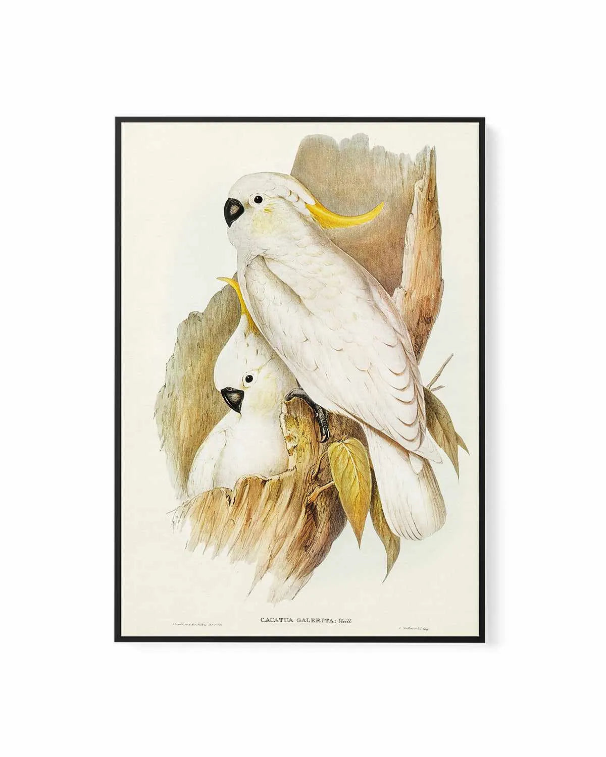 Yellow Crested Cockatoo Vintage Australian Bird Illustration | Framed Canvas Art Print from Olive et Oriel where you can shop wallpaper and artworks online
