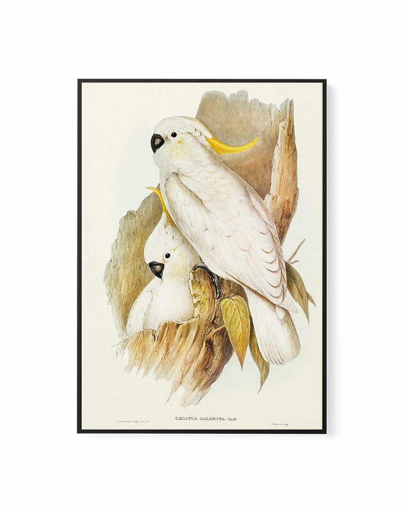 Yellow Crested Cockatoo Vintage Australian Bird Illustration | Framed Canvas Art Print