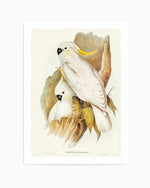 Yellow Crested Cockatoo Vintage Australian Bird Illustration Art Print