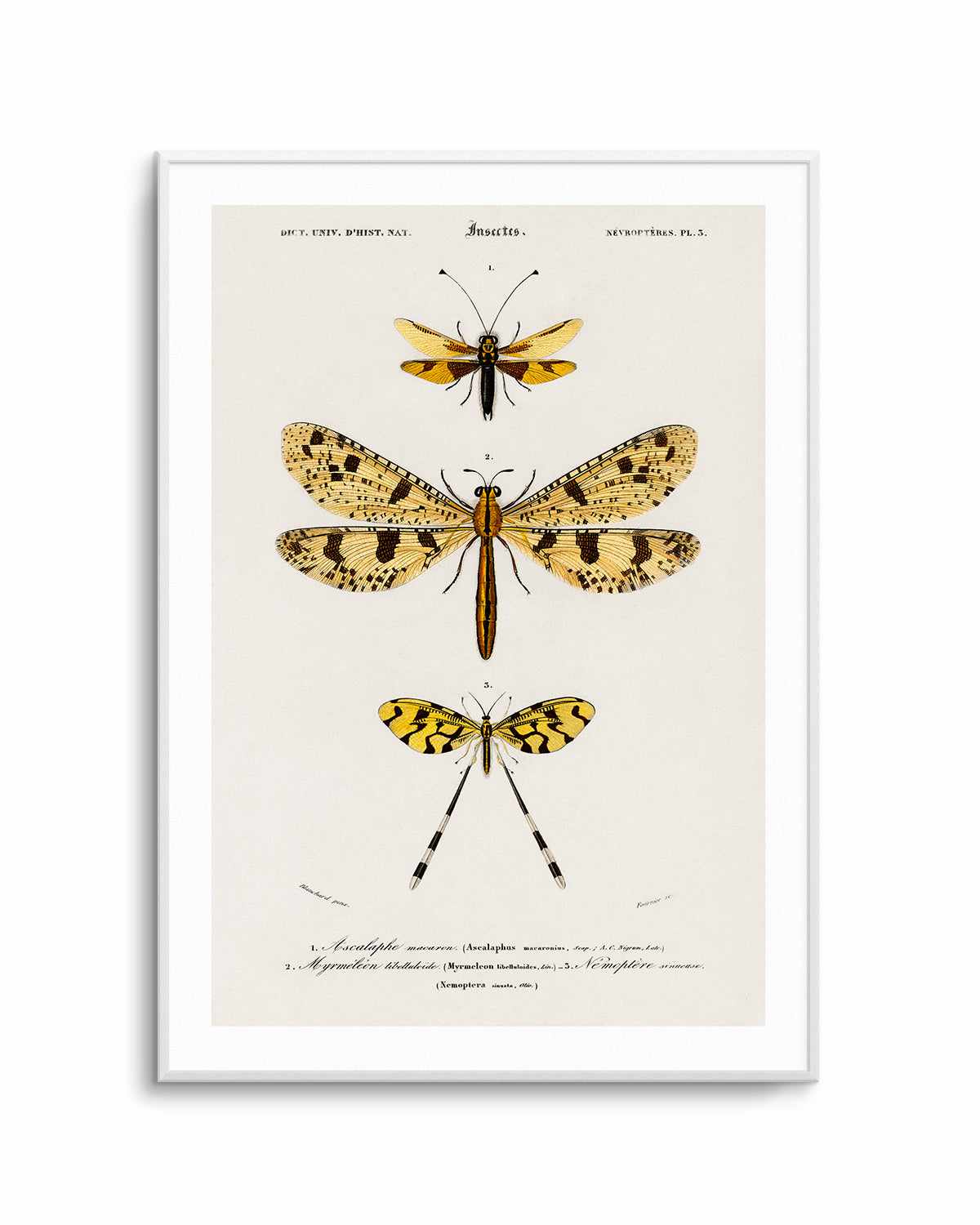 Yellow Insects Vintage Illustration Art Print