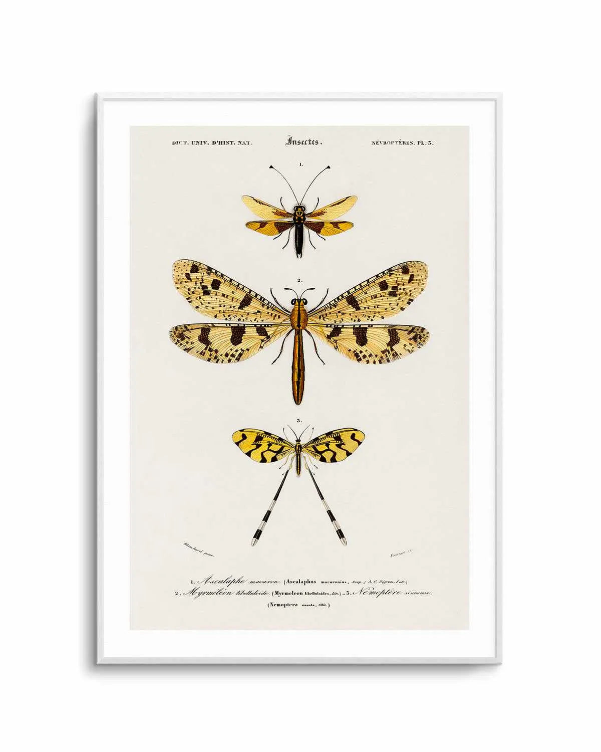 Yellow Insects Vintage Illustration Art Print from Olive et Oriel where you can shop wallpaper and artworks online