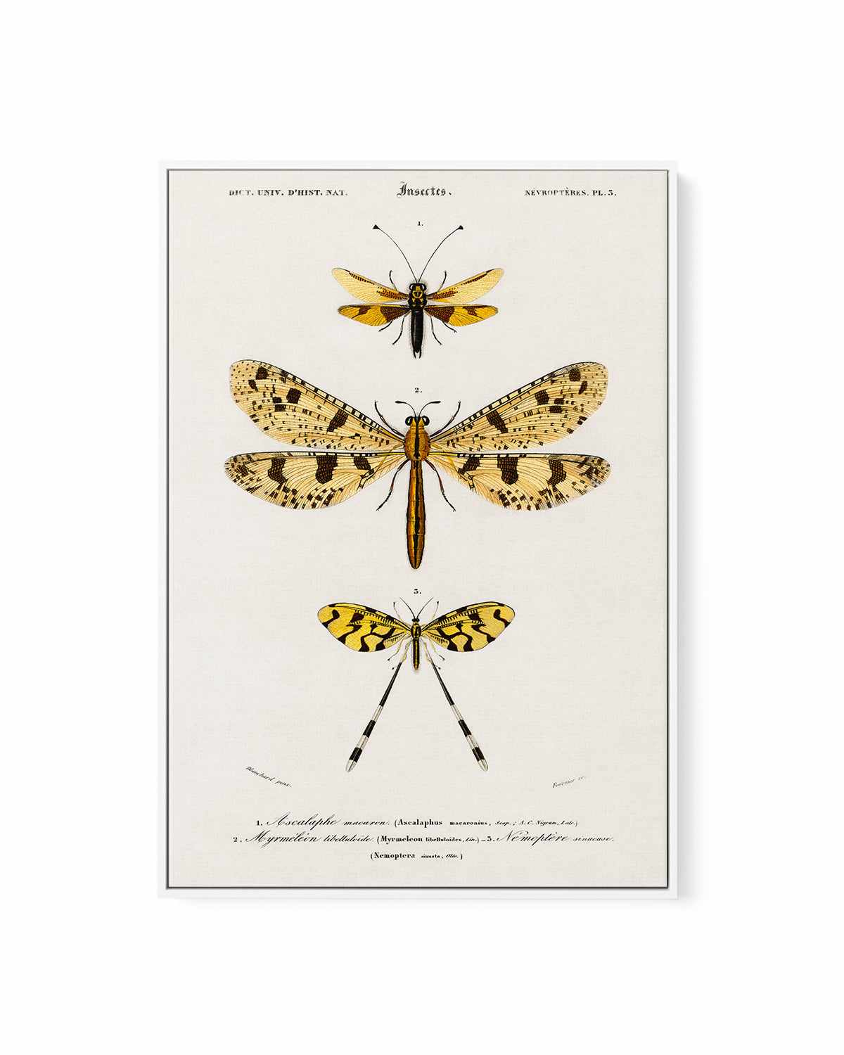 Yellow Insects Vintage Illustration | Framed Canvas Art Print