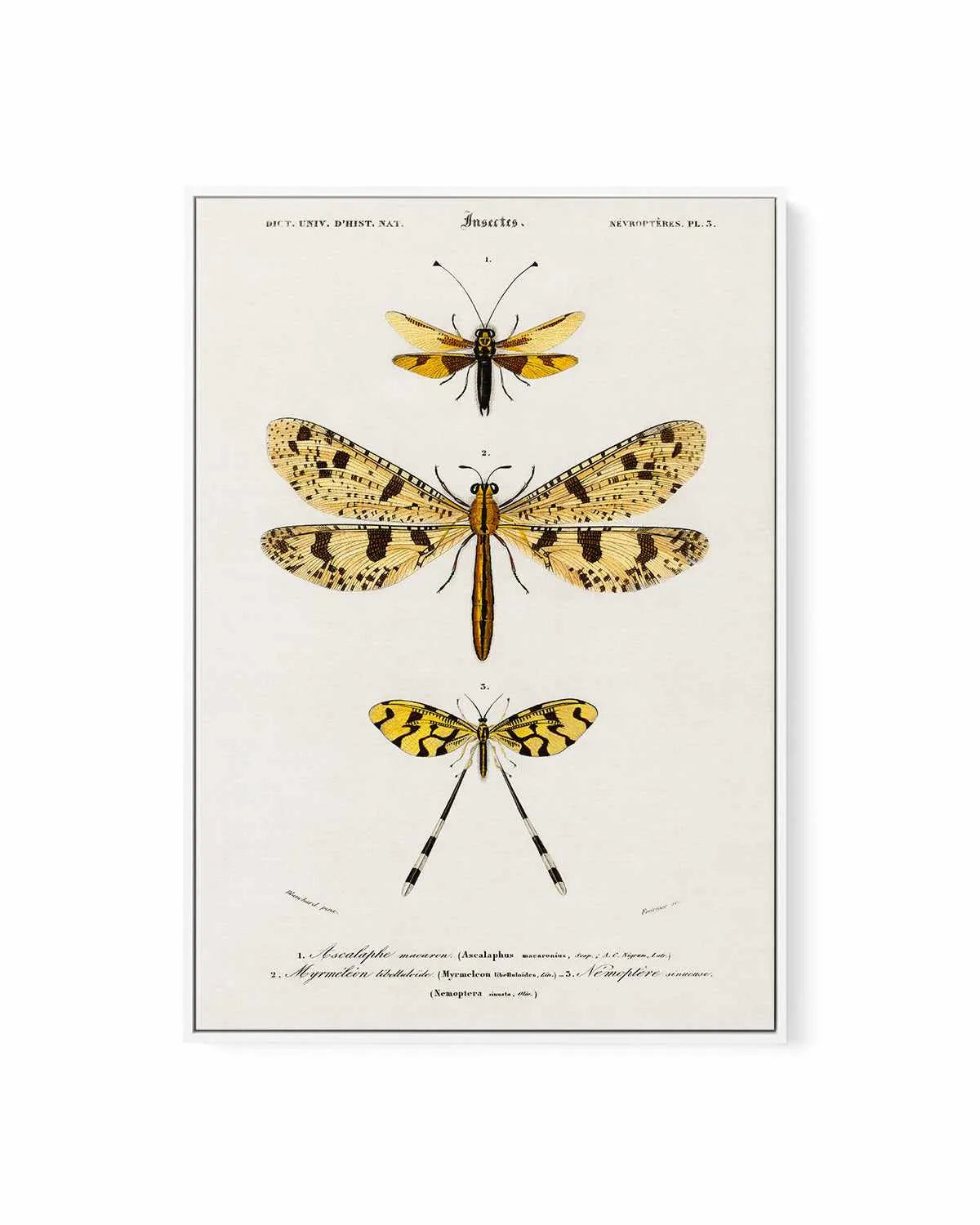 Yellow Insects Vintage Illustration | Framed Canvas Art Print from Olive et Oriel where you can shop wallpaper and artworks online