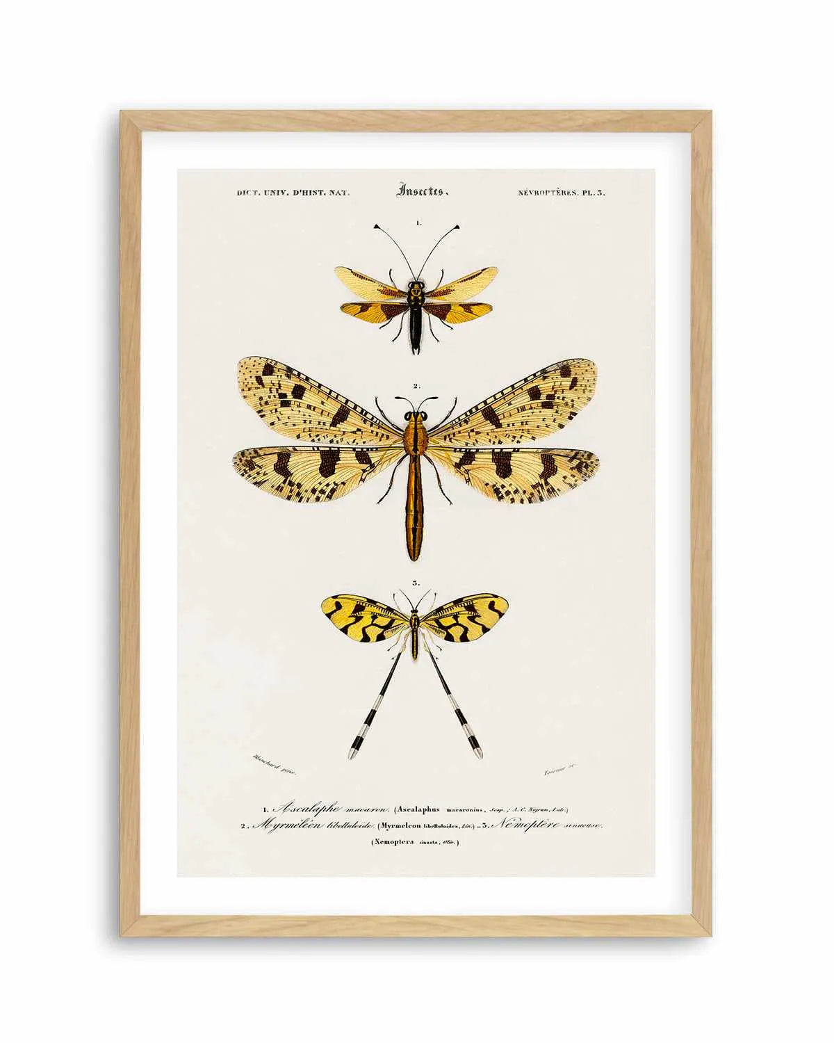 Yellow Insects Vintage Illustration Art Print from Olive et Oriel where you can shop wallpaper and artworks online