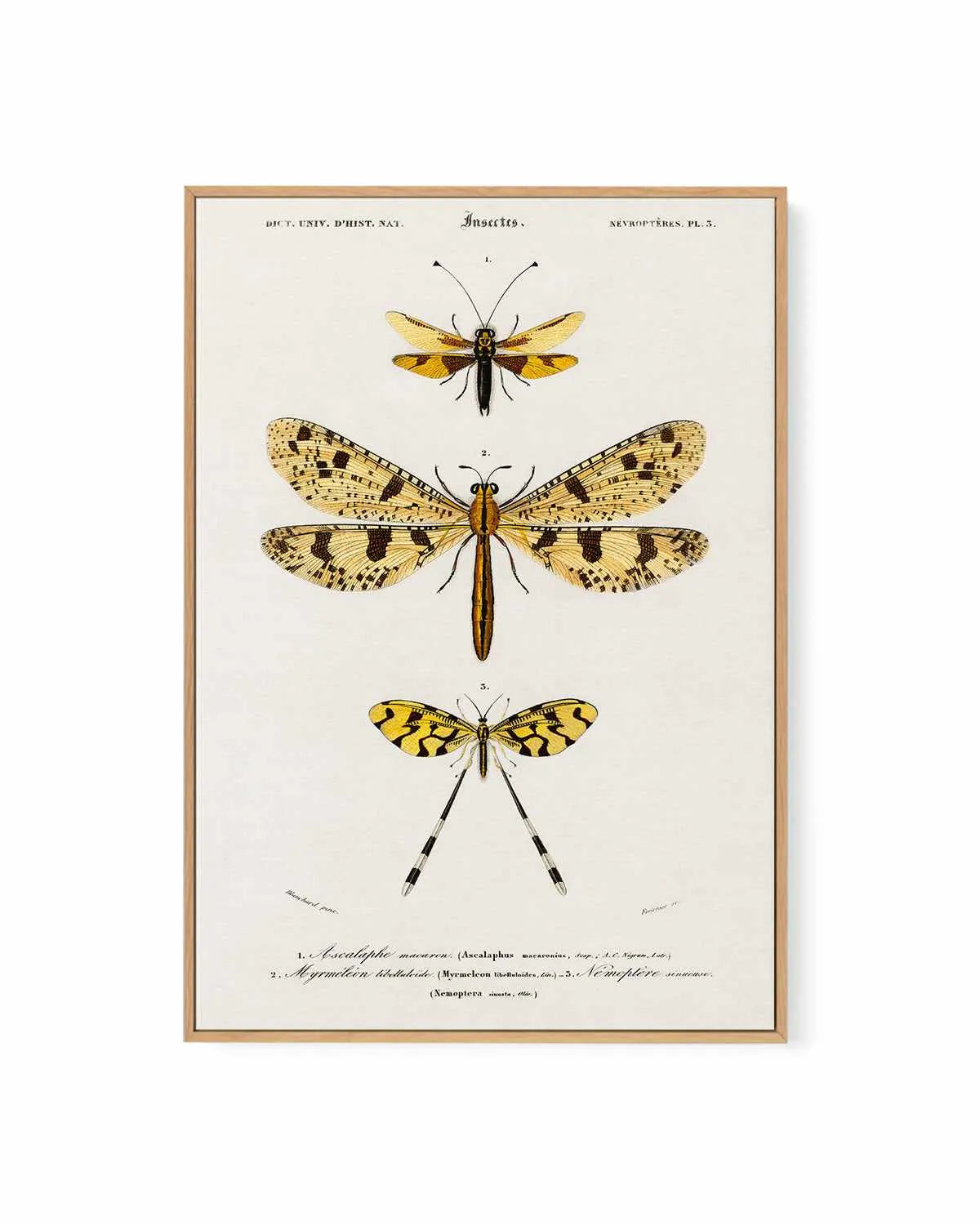 Yellow Insects Vintage Illustration | Framed Canvas Art Print from Olive et Oriel where you can shop wallpaper and artworks online