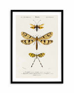 Yellow Insects Vintage Illustration Art Print