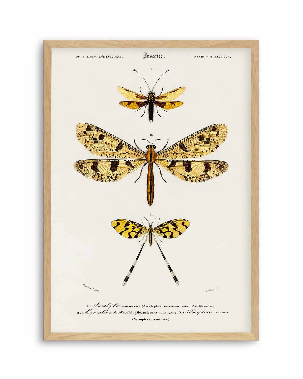 Yellow Insects Vintage Illustration Art Print from Olive et Oriel where you can shop wallpaper and artworks online