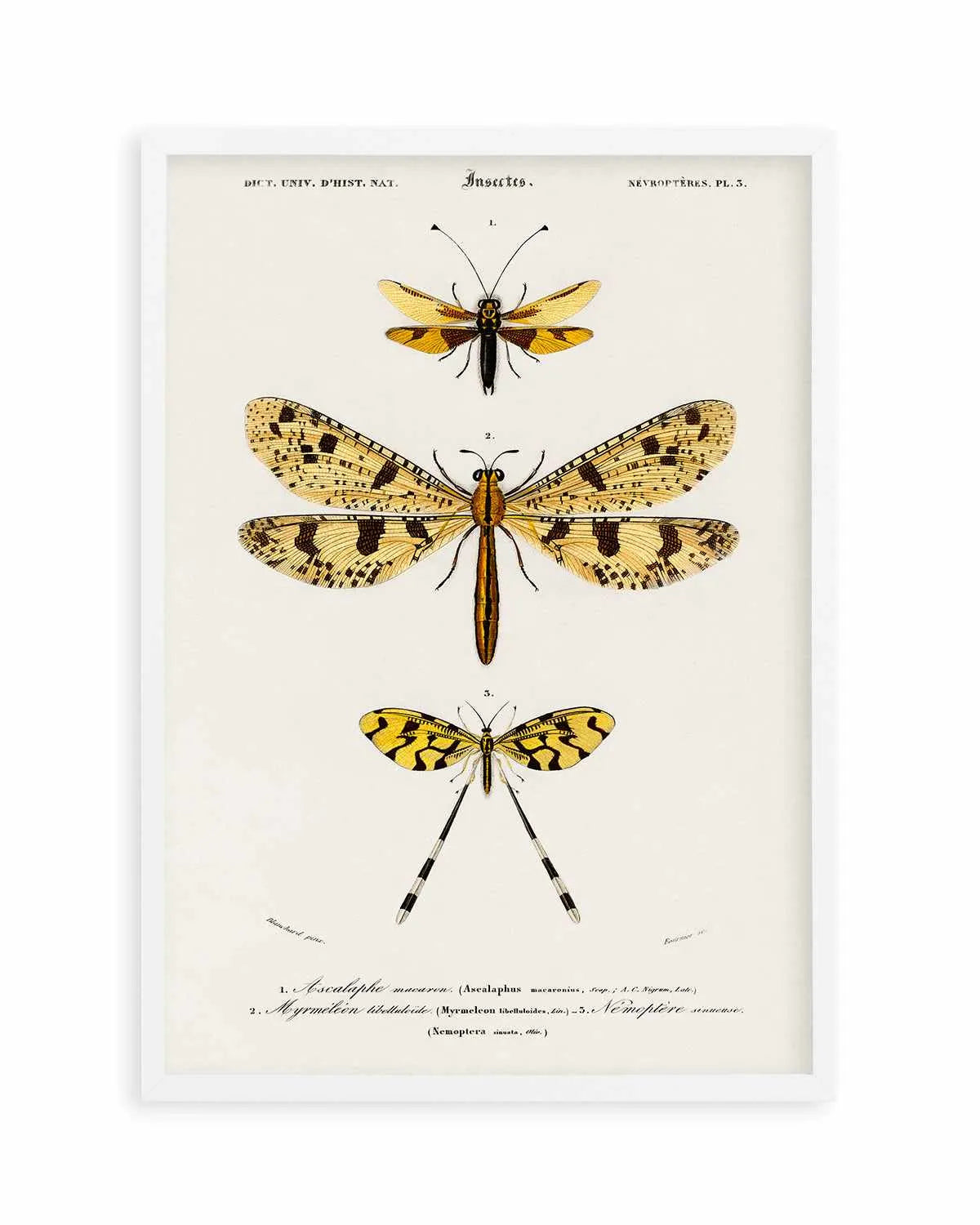 Yellow Insects Vintage Illustration Art Print from Olive et Oriel where you can shop wallpaper and artworks online