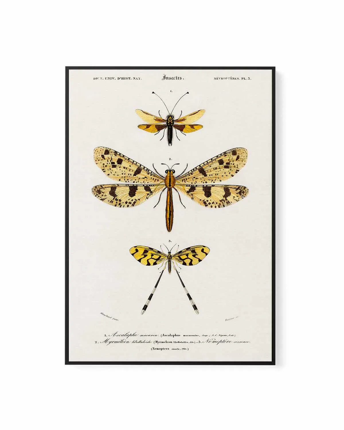 Yellow Insects Vintage Illustration | Framed Canvas Art Print from Olive et Oriel where you can shop wallpaper and artworks online
