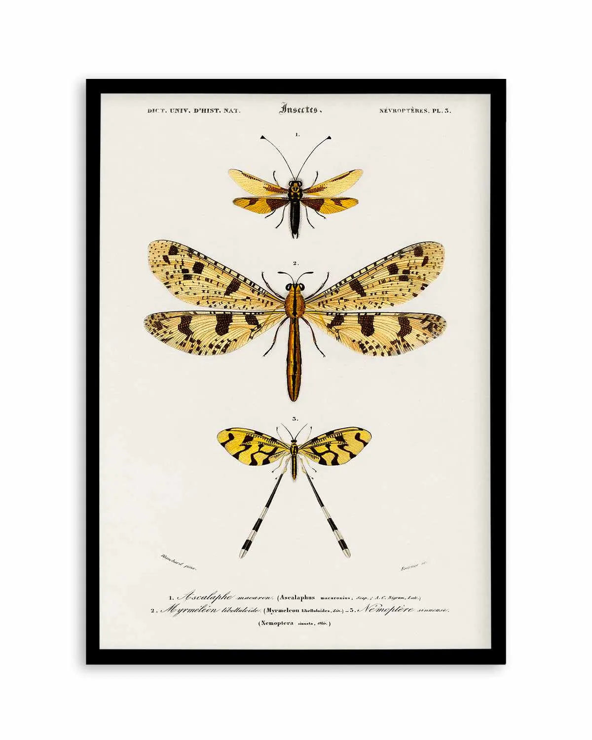Yellow Insects Vintage Illustration Art Print from Olive et Oriel where you can shop wallpaper and artworks online