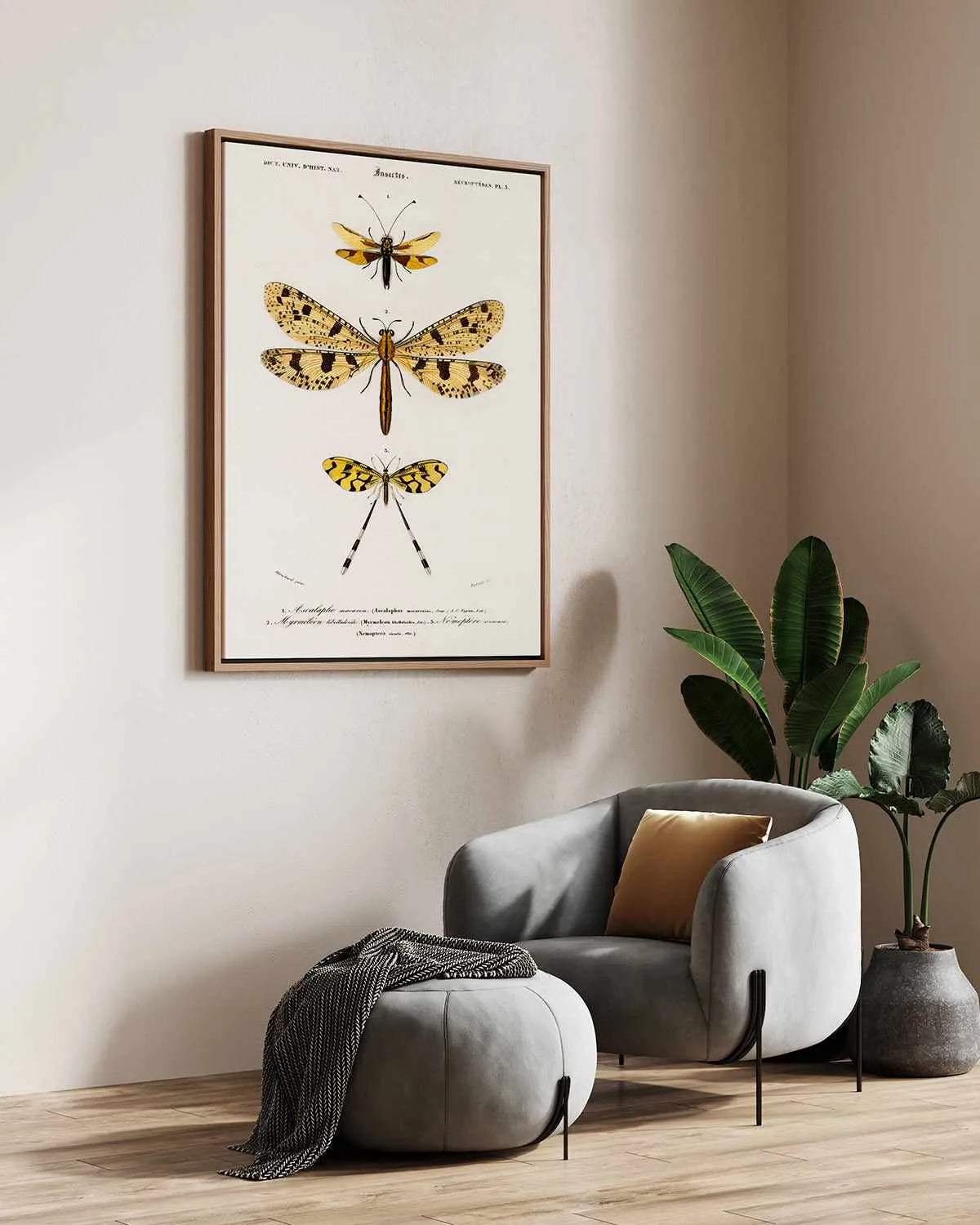 Yellow Insects Vintage Illustration | Framed Canvas Art Print from Olive et Oriel where you can shop wallpaper and artworks online