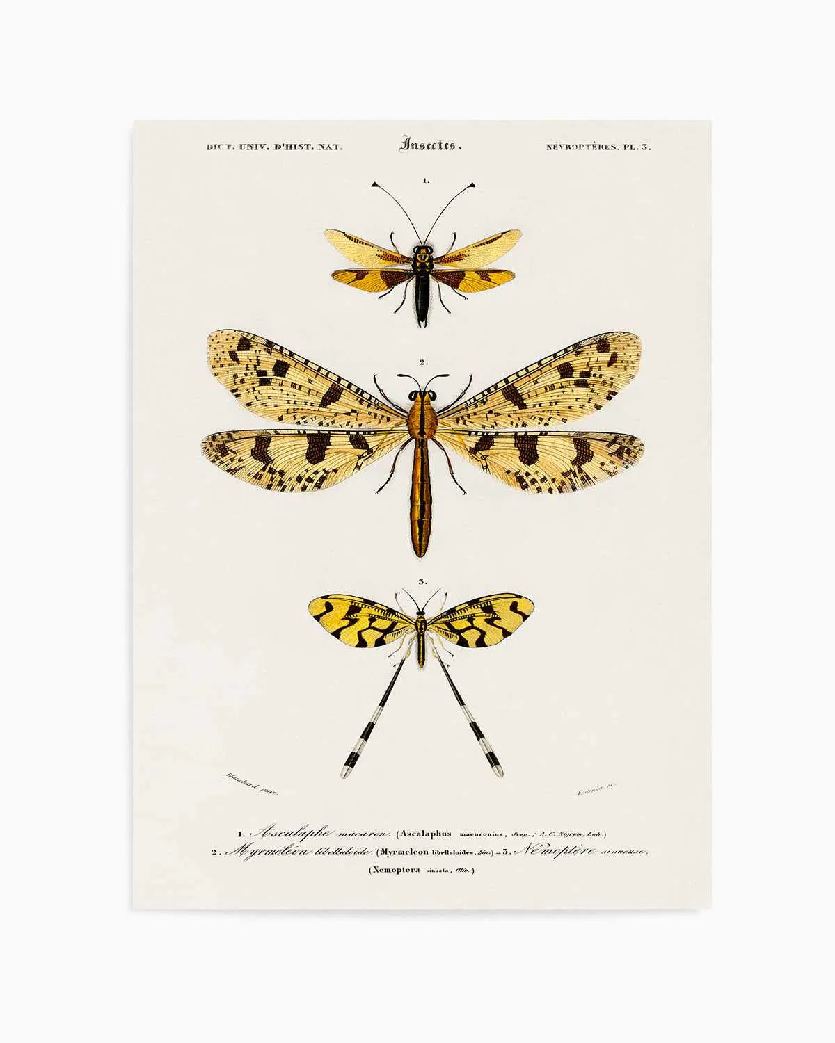 Yellow Insects Vintage Illustration Art Print from Olive et Oriel where you can shop wallpaper and artworks online